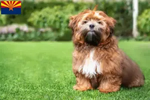 Read more about the article Shichon breeders and puppies in Arizona