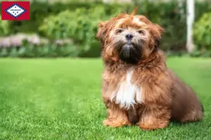 Read more about the article Shichon breeders and puppies in Arkansas