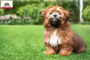 Read more about the article Shichon breeders and puppies in California