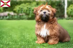 Read more about the article Shichon breeders and puppies in Florida