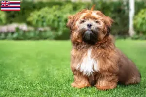 Read more about the article Shichon breeders and puppies in Hawaii