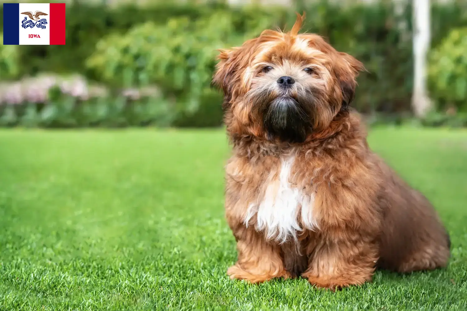 Shichon puppies and breeders Iowa Here you can find Shichon breeders in Iowa.