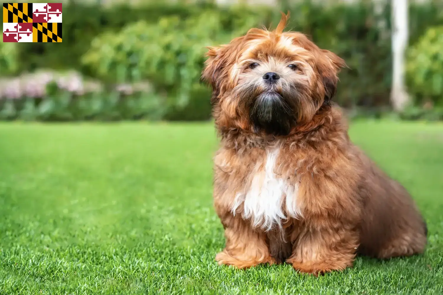 Read more about the article Shichon breeders and puppies in Maryland