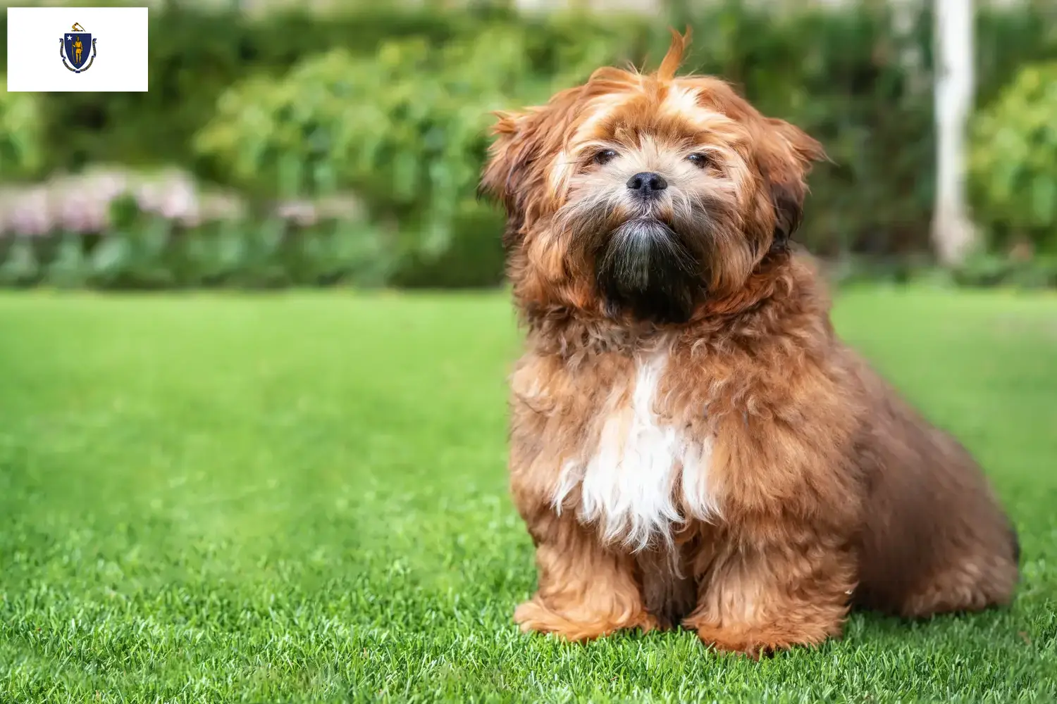 Read more about the article Shichon breeders and puppies in Massachusetts