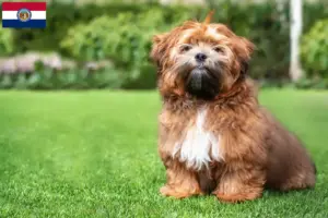 Read more about the article Shichon breeders and puppies in Missouri
