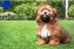 Read more about the article Shichon breeders and puppies in Nevada