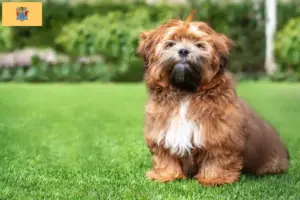 Read more about the article Shichon breeders and puppies in New Jersey