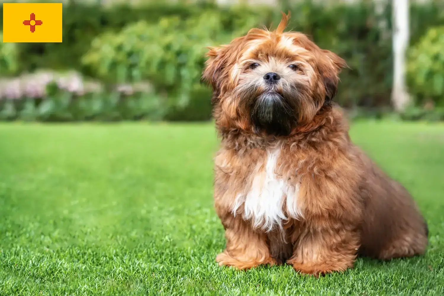 Read more about the article Shichon breeders and puppies in New Mexico
