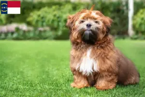 Read more about the article Shichon breeders and puppies in North Carolina