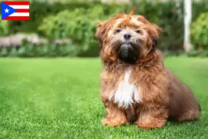 Read more about the article Shichon breeders and puppies in Puerto Rico