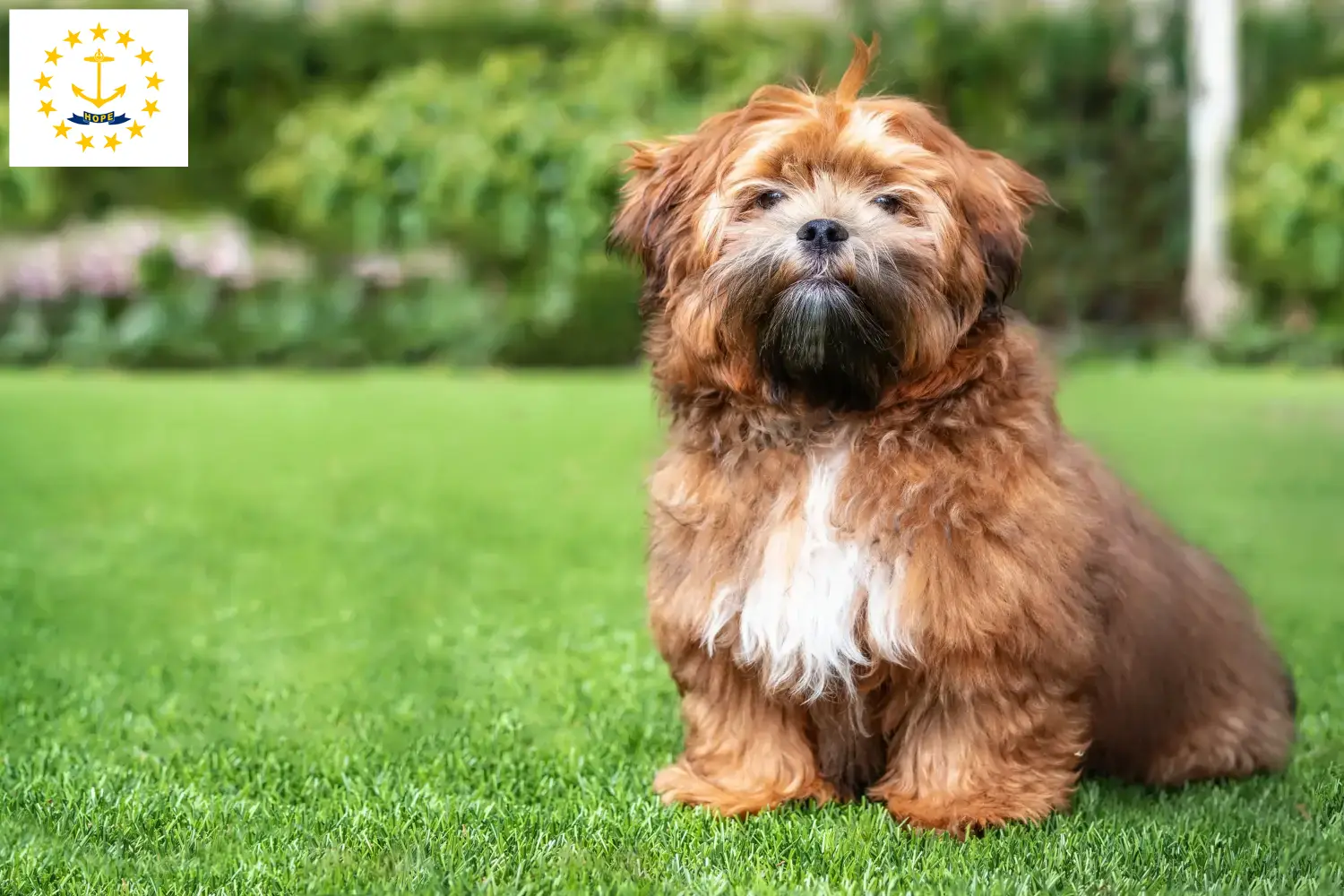 Shichon puppies and breeders Rhode Island Here you can find Shichon breeders in Rhode Island.