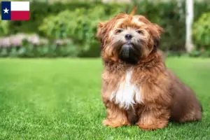 Read more about the article Shichon breeders and puppies in Texas