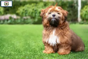 Read more about the article Shichon breeders and puppies in West Virginia