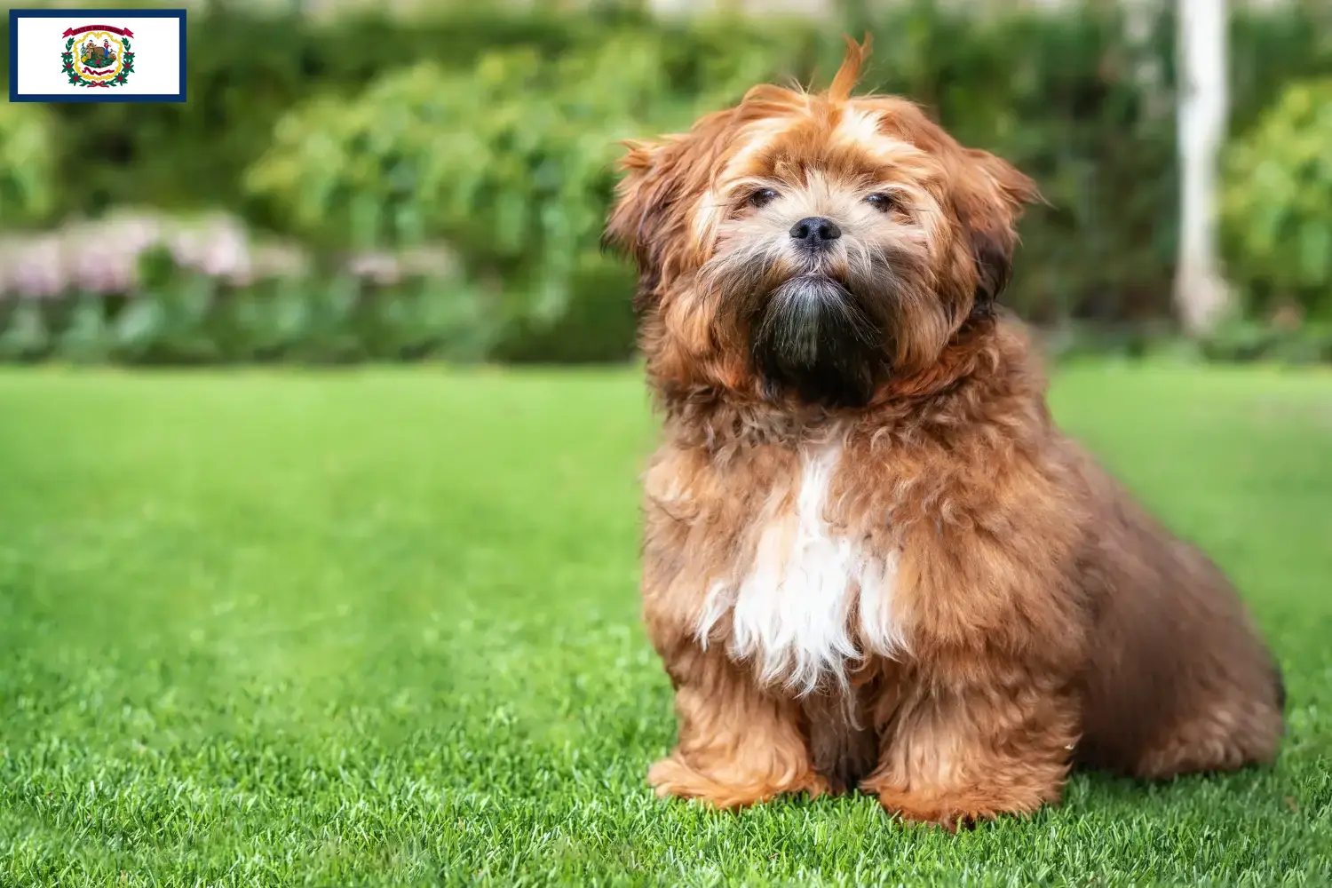 Shichon puppies and breeders West Virginia Here you can find Shichon breeders in West Virginia.