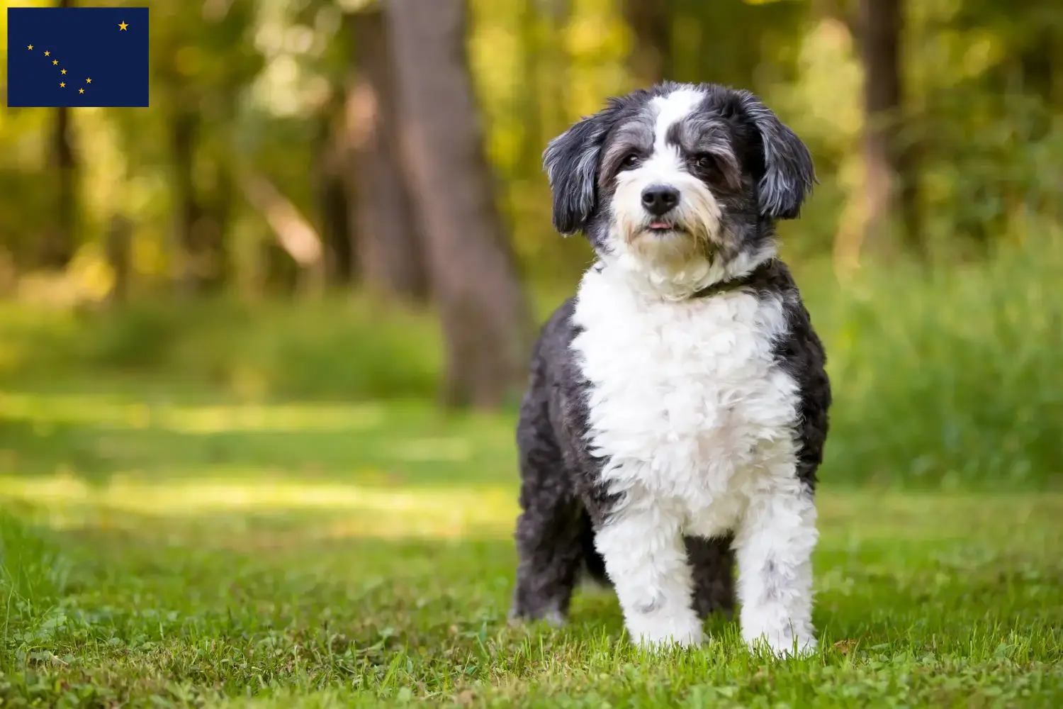 Read more about the article Shih-Poo breeders and puppies in Alaska