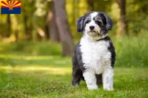 Read more about the article Shih-Poo breeders and puppies in Arizona