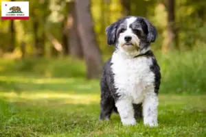 Read more about the article Shih-Poo breeders and puppies in California