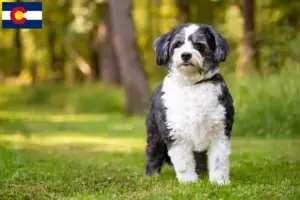 Read more about the article Shih-Poo breeders and puppies in Colorado