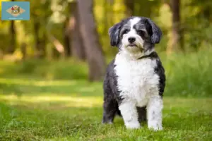 Read more about the article Shih-Poo breeders and puppies in Delaware