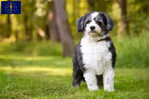 Read more about the article Shih-Poo breeders and puppies in Indiana