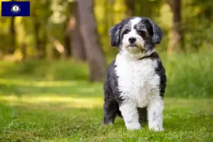 Read more about the article Shih-Poo breeders and puppies in Kentucky