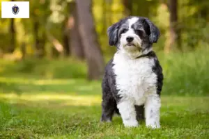 Read more about the article Shih-Poo breeders and puppies in Massachusetts