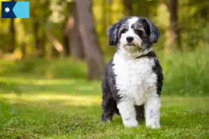 Read more about the article Shih-Poo breeders and puppies in Minnesota