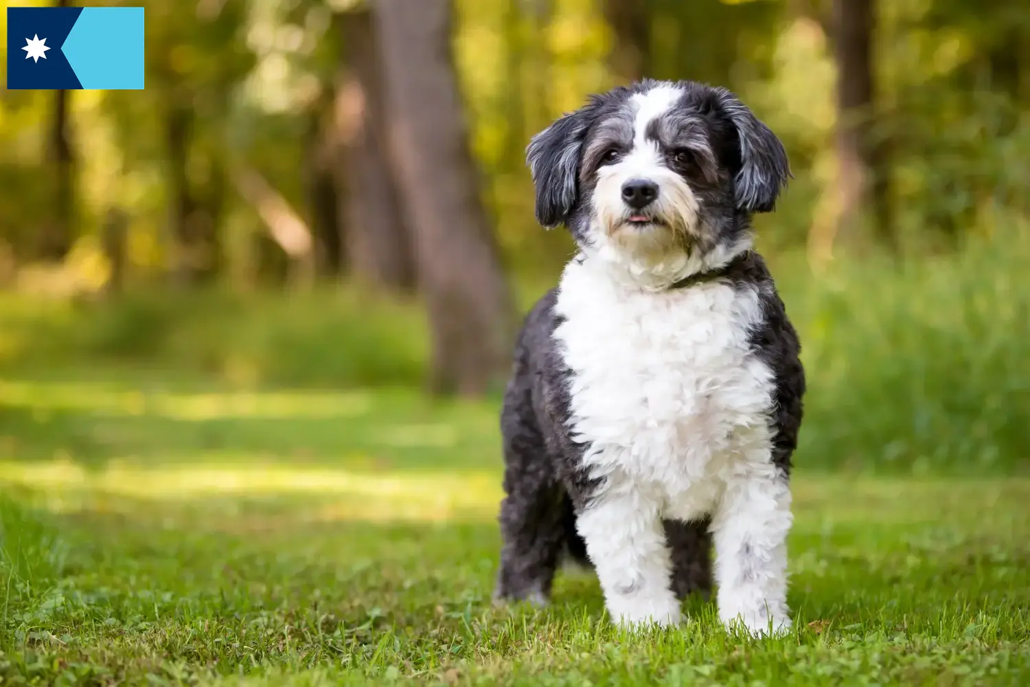 Shih-Poo puppies and breeders Minnesota Find Shih-Poos breeders in Minnesota.