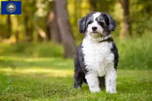 Read more about the article Shih-Poo breeders and puppies in New Hampshire