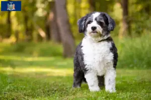 Read more about the article Shih-Poo breeders and puppies in New York