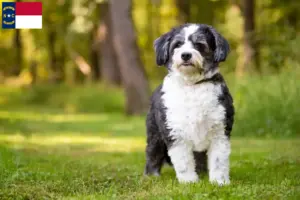 Read more about the article Shih-Poo breeders and puppies in North Carolina