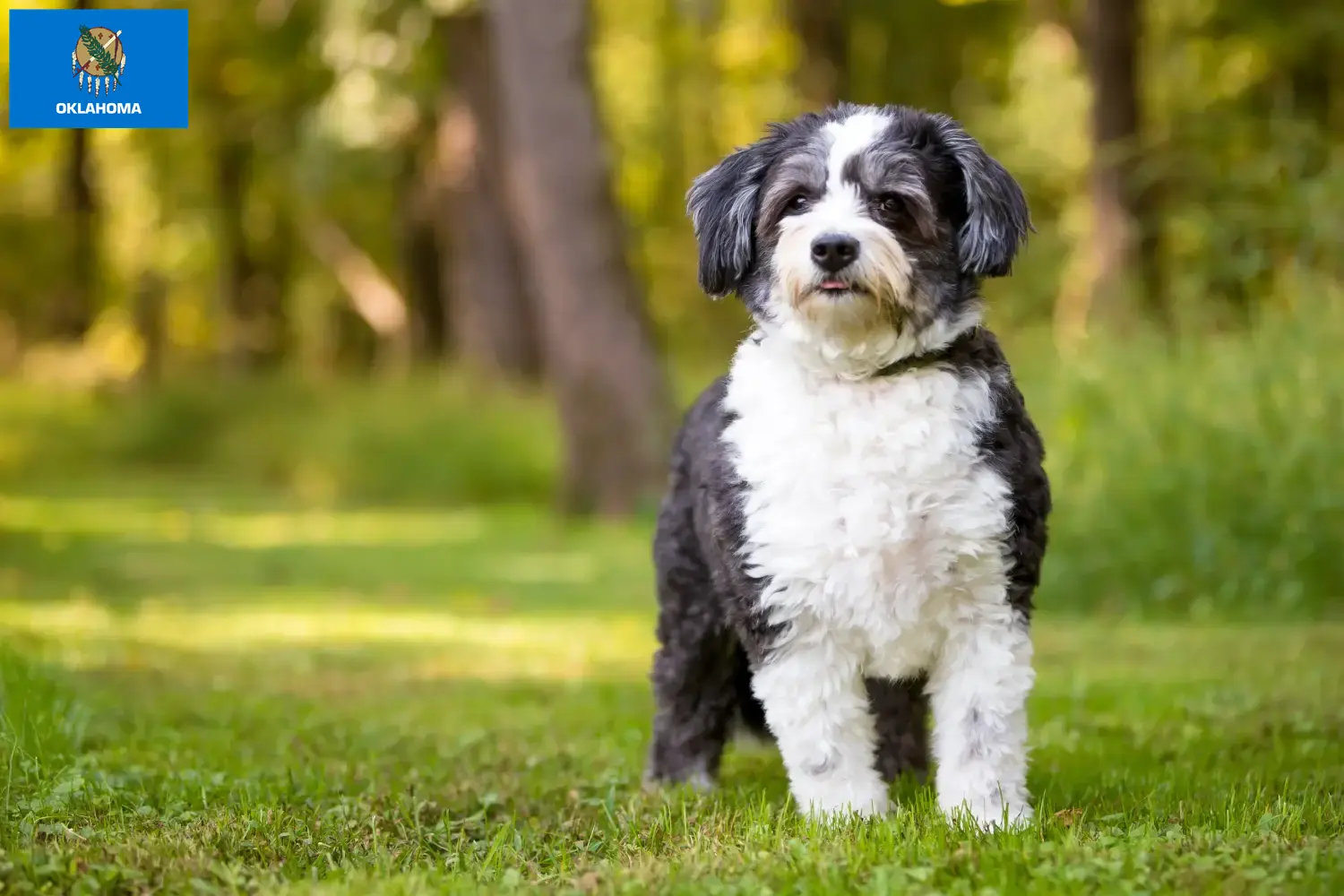 Read more about the article Shih-Poo breeders and puppies in Oklahoma