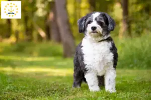 Read more about the article Shih-Poo breeders and puppies in Rhode Island