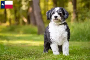 Read more about the article Shih-Poo breeders and puppies in Texas
