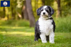 Read more about the article Shih-Poo breeders and puppies in Virginia