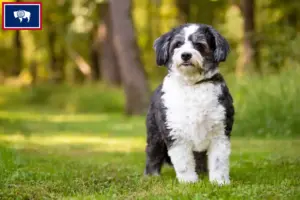 Read more about the article Shih-Poo breeders and puppies in Wyoming
