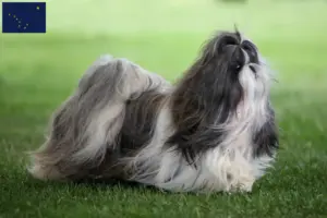 Read more about the article Shih Tzu breeders and puppies in Alaska