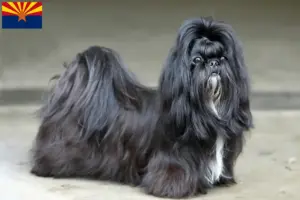 Read more about the article Shih Tzu breeders and puppies in Arizona