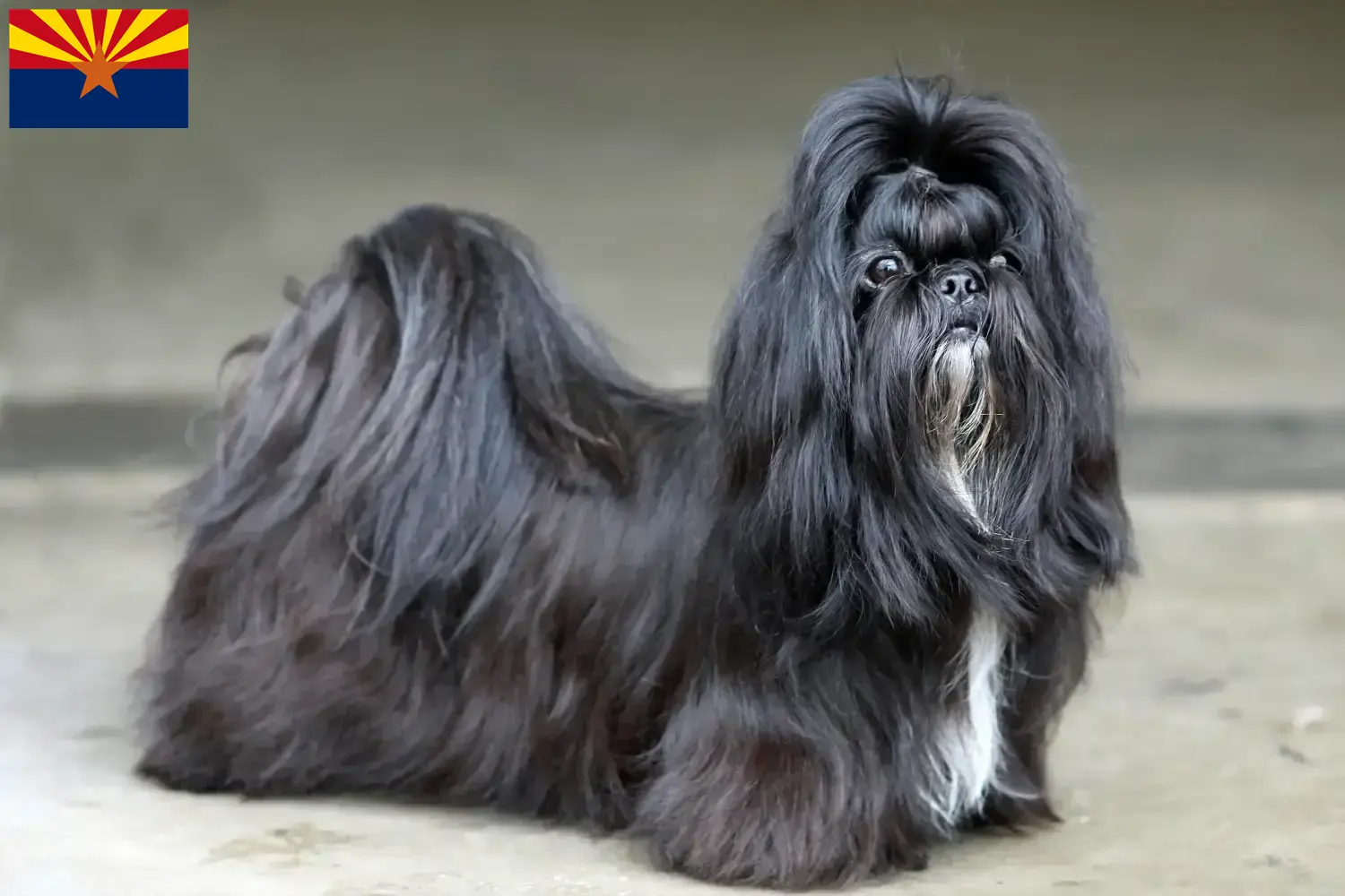 Shih Tzu puppies and breeder Arizona Find Shih Tzu breeders in Arizona.