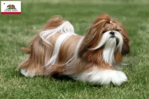 Read more about the article Shih Tzu breeders and puppies in California