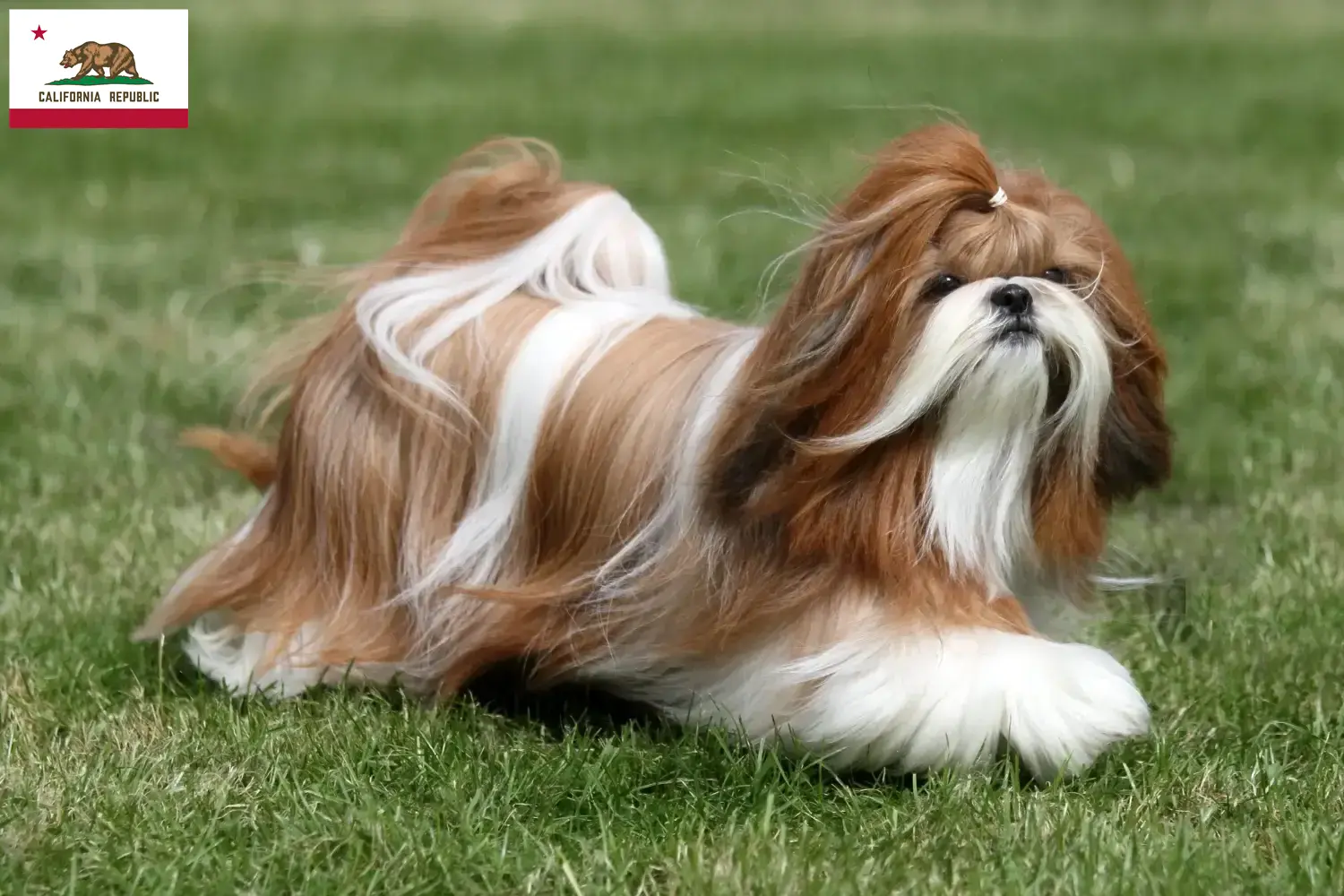 Shih Tzu puppies and breeder California Find Shih Tzu breeders in California here.