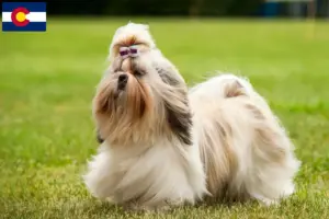 Read more about the article Shih Tzu breeders and puppies in Colorado