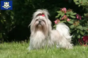 Read more about the article Shih Tzu breeders and puppies in Connecticut