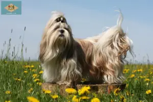 Read more about the article Shih Tzu breeders and puppies in Delaware
