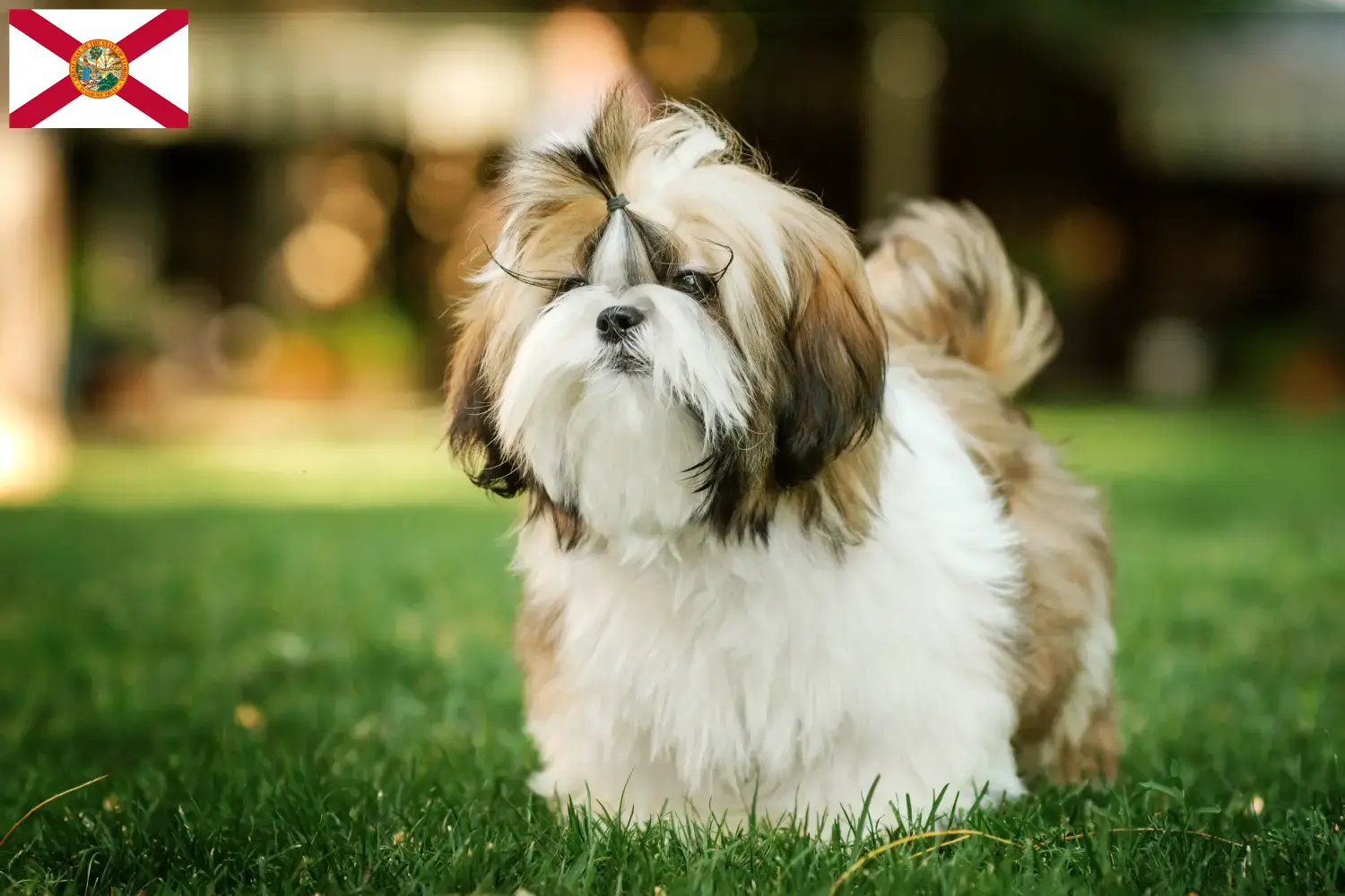 Shih Tzu puppies and breeders Florida Find Shih Tzu breeders in Florida here.