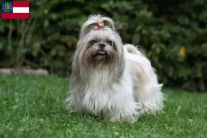 Read more about the article Shih Tzu breeders and puppies in Georgia