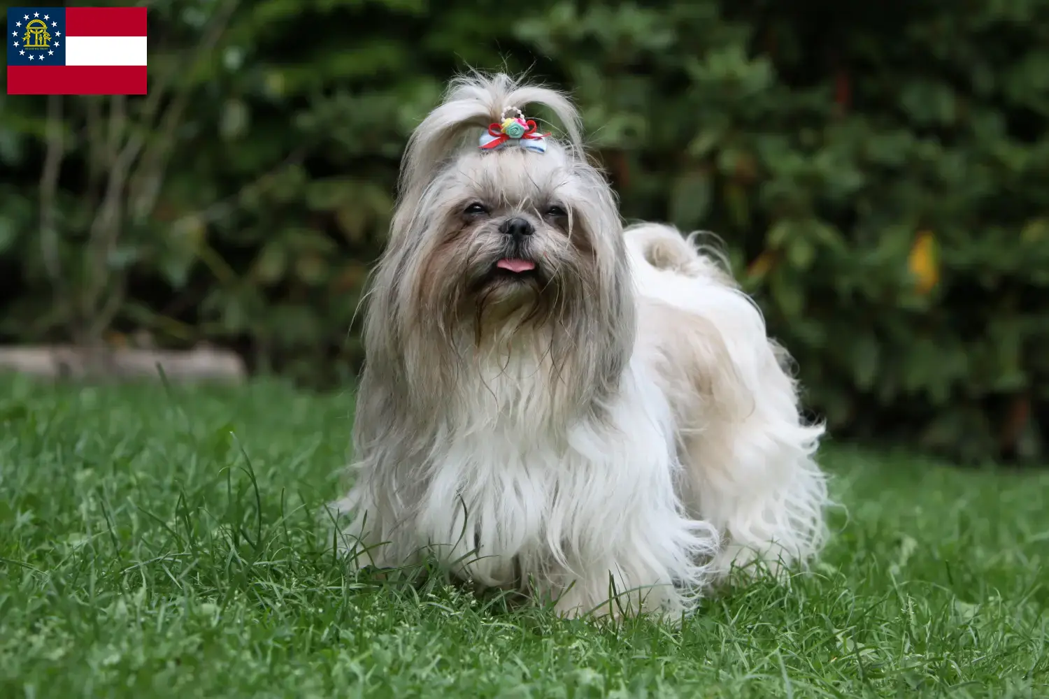 Shih Tzu puppies and breeders Georgia Find Shih Tzu breeders in Georgia here.