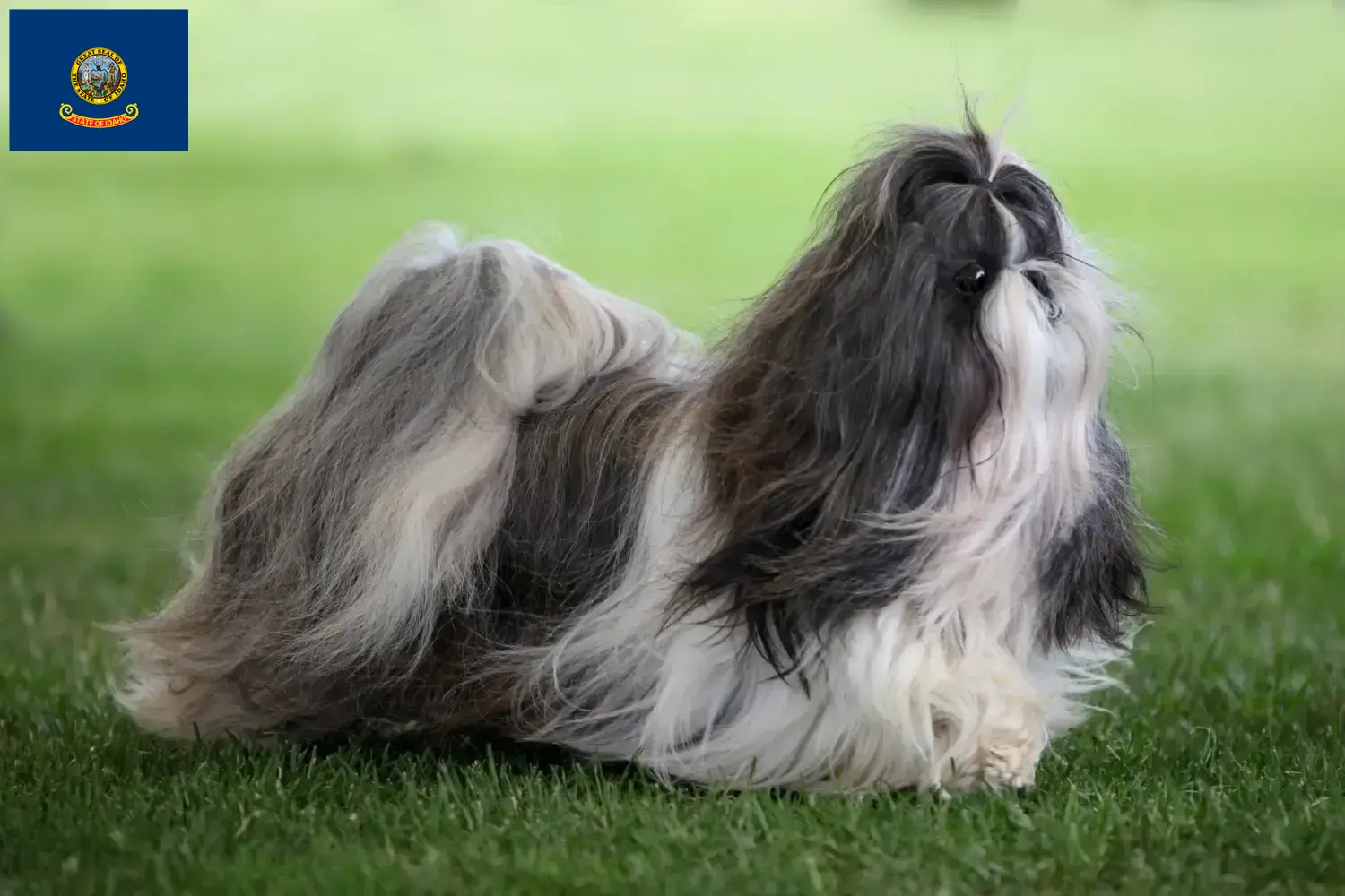 Shih Tzu puppies and breeders Idaho Find Shih Tzu breeders in Idaho.
