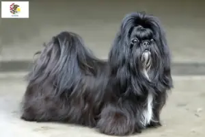 Read more about the article Shih Tzu breeders and puppies in Illinois