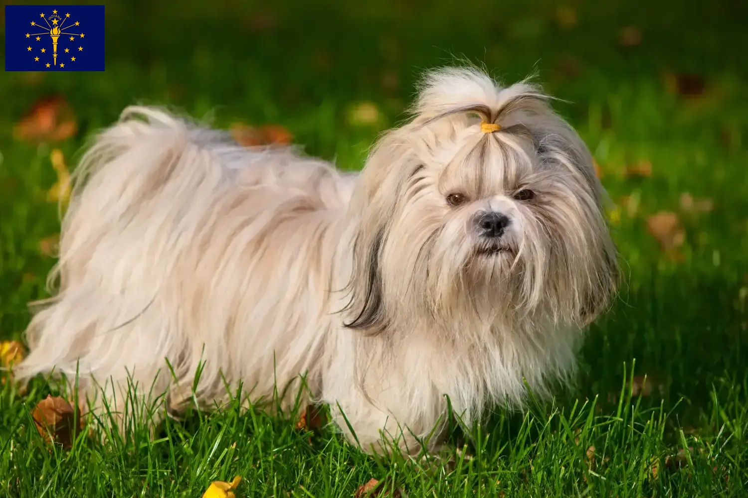 Shih Tzu puppies and breeders Indiana Find Shih Tzu breeders in Indiana.